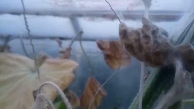 Беда, паутинный клещ съел все огурцы. смотреть онлайн