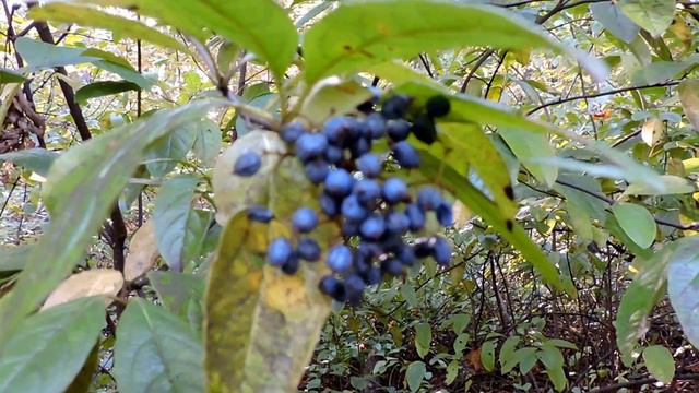 Capital Naturalist: Possumhaw Viburnum смотреть онлайн