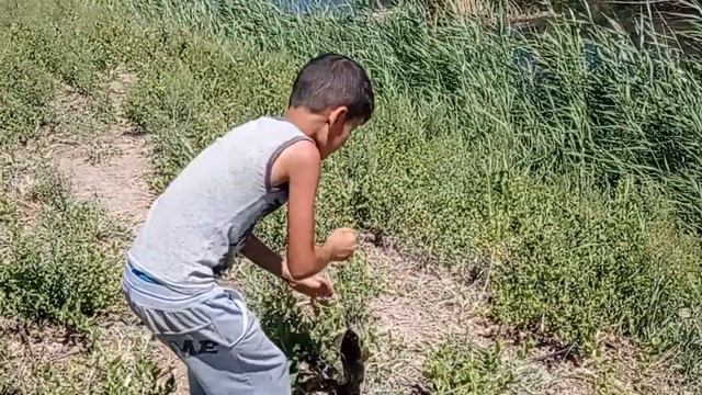 Мальчик на охоте!!! ловить рыбу змееголов. Ловя змееголов на малек. Рыбалка в болоте.Как ловить рыб смотреть онлайн