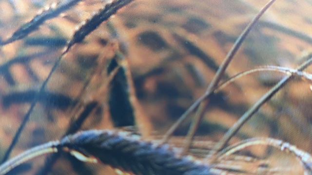 Евангелие от Луки глава 8 смотреть онлайн