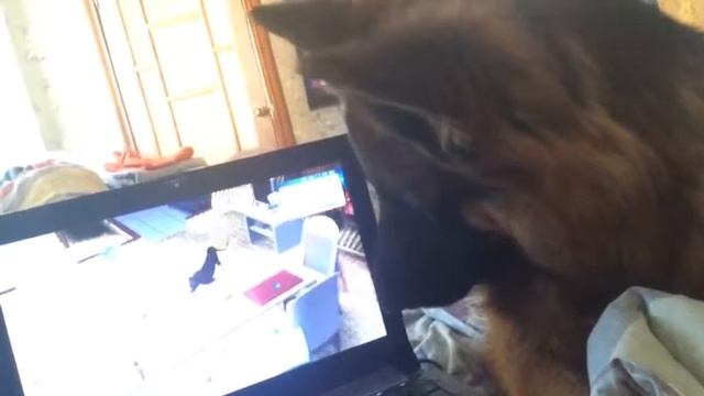 Собаку заинтересовала игра"Sims" смотреть онлайн