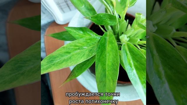 Новички из последних посылок??Филодендроны, Рафидофора?Как адаптируются #цветы #растения #shorts смотреть онлайн