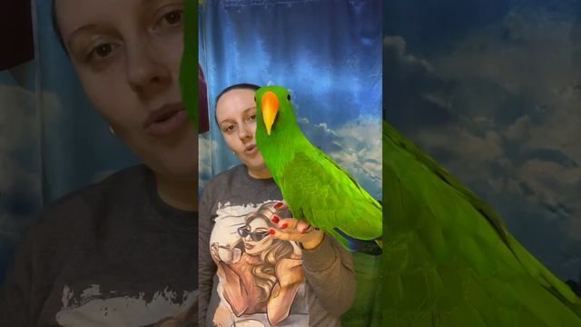 Мистер Томочкин и его История смотреть онлайн