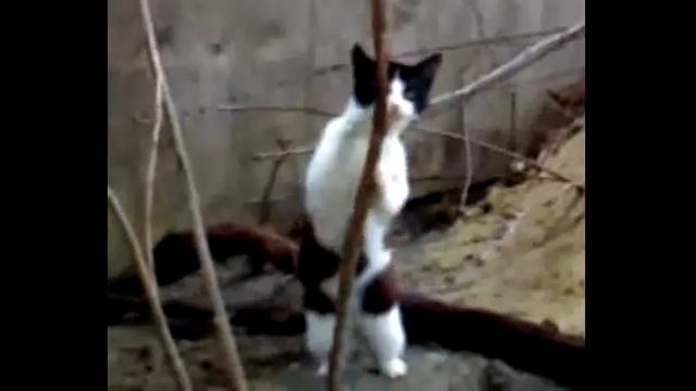 Кот танцует танцы смотреть онлайн