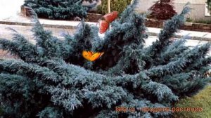 Можжевельник средний Пфитцериана Глаука ? обзор: как сажать, саженцы можжевельника