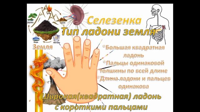 Теория У-Син.  Пять органов и Пять форм рук