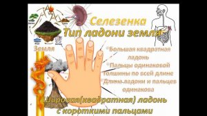 Теория У-Син.  Пять органов и Пять форм рук