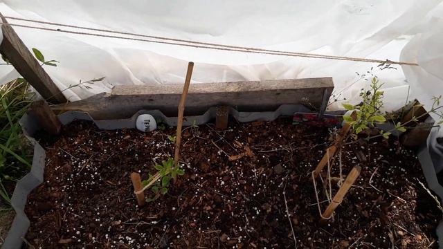 Солнечные ожоги клематисов. Зефирантес? Пузыреплодник, посадка. смотреть онлайн