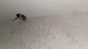 Полезные вещи при проводке электрики в квартире. Где находятся распределительные коробки.