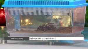 Как содержать дома паука птицееда?