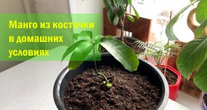 Как вырастить манго из косточки в домашних условиях