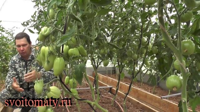 Как избавиться от вершинной гнили у томатов смотреть онлайн
