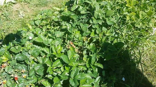 Земклуника купчиха//первый урожай 2018. смотреть онлайн