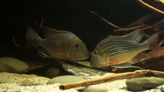 Geophagus Sveni Parana WF - Paar