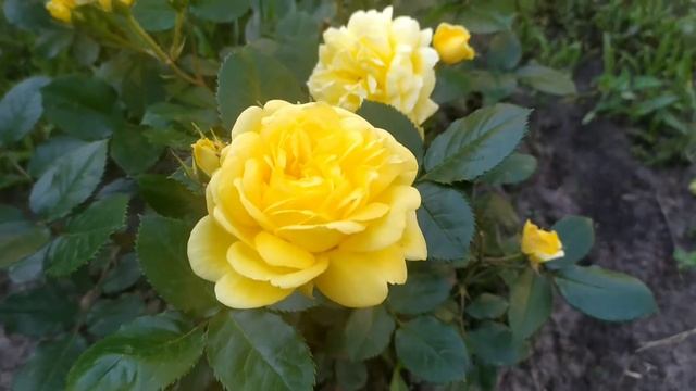 Роза спрей сан сити (sun city rose) смотреть онлайн