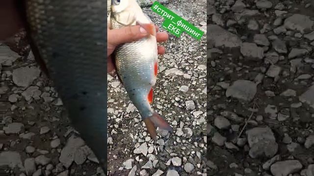 #ультралайт #наноджиг #екатеринбург #мормышинг #рыбалка #спиннинг #екб #поймал_отпусти смотреть онлайн