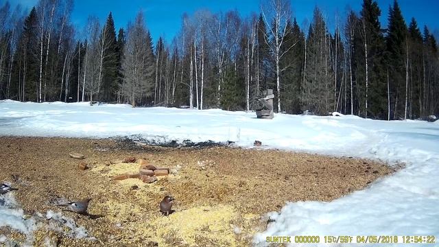 Птицы, запечатленные на фото ловушку. Часть 13
