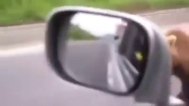 кормят медведей на трассе смотреть онлайн