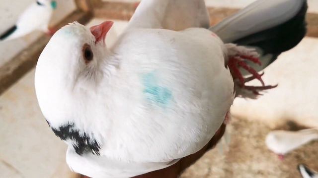 Прилетел раненый голубь после атаки Сапсана. A wounded pigeon arrived after the Peregrine Falcon смотреть онлайн