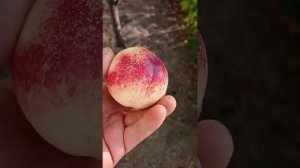 нектарин Колоновидный