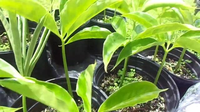 Update on the Amorphophallus titanums which are 3 months old from seed смотреть онлайн