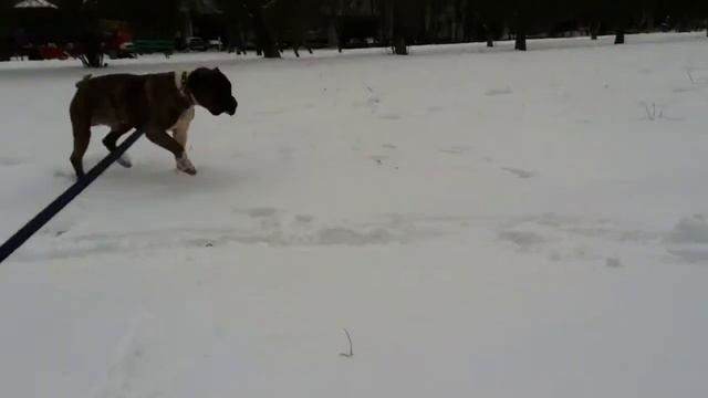 Сомик =) смотреть онлайн