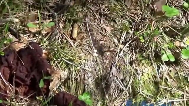 Строчки. Съедобные грибы. Как приготовить. смотреть онлайн