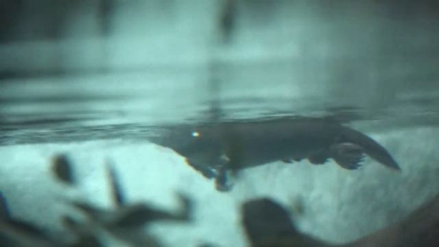 Утконос - единственное млекопитающее которое откладывает яйца