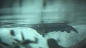 Утконос - единственное млекопитающее которое откладывает яйца