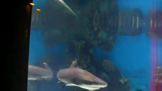 акулы смотреть онлайн