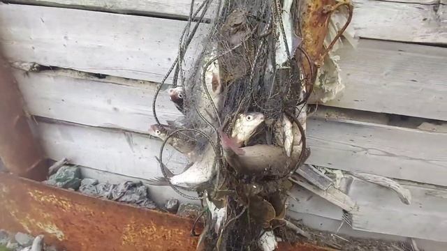 Открытие рыбалки на БАРЕНЦЕВОМ МОРЕ ?. + Речка тундры . смотреть онлайн