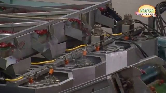 Промышленное выращивание редиса (Израиль) смотреть онлайн
