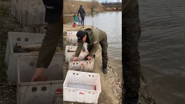 Платная рыбалка, пруд Чёрные камни 04.04.23. Запуск сазана и сомика. смотреть онлайн