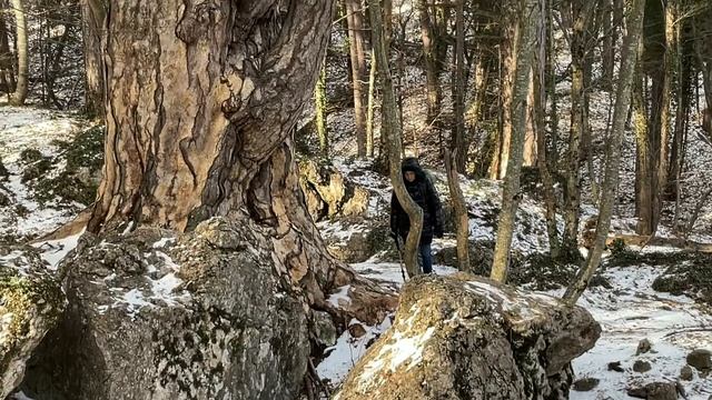 Поиск Самой Гигантской Сосны В Крыму смотреть онлайн