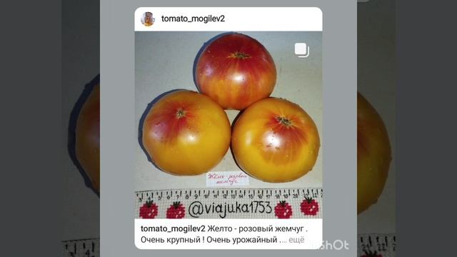 Обзор томатов Желто -розовый жемчуг и Супер Грей . смотреть онлайн