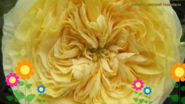 Роза флорибунда Лемон Помпон. Краткий обзор, описание характеристик rosa Lemon Pompon