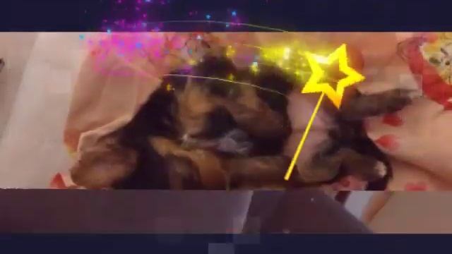 Йоркширский терьер смотреть онлайн