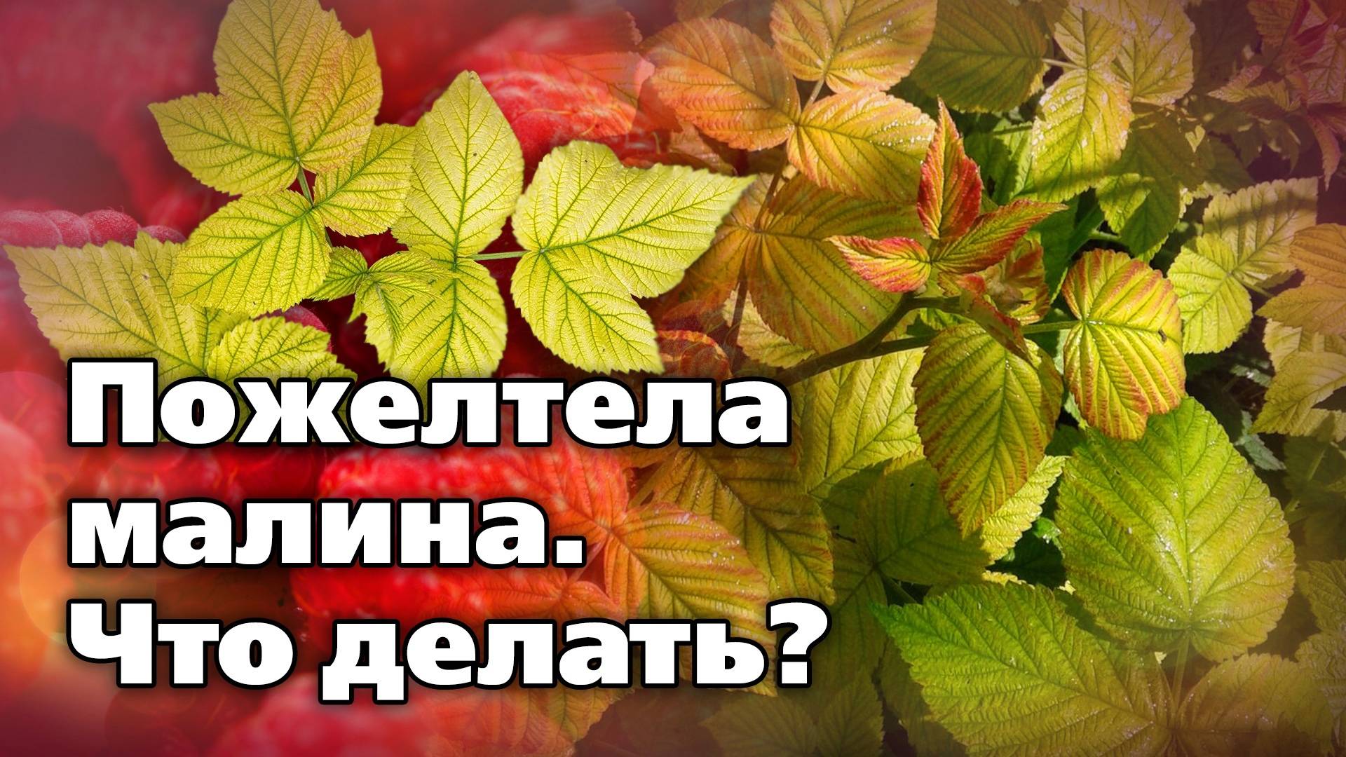 Летние проблемы с малиной. Отчего возникают, чем обработать смотреть онлайн