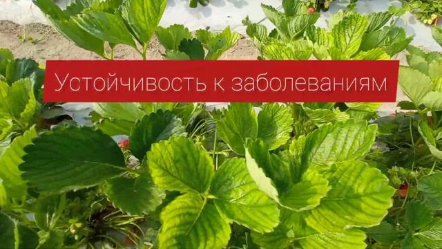 САЖЕНЦЫ АМЕРИКАНСКОЙ КЛУБНИКИ|СОРТ КАБРИЛЛО|КЫРГЫЗСТАН смотреть онлайн