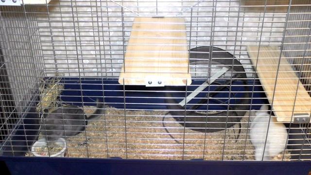 Знакомство и ссаживание шиншилл (однополых и разнополых). Как ссадить шиншилл? Шиншиллы дерутся