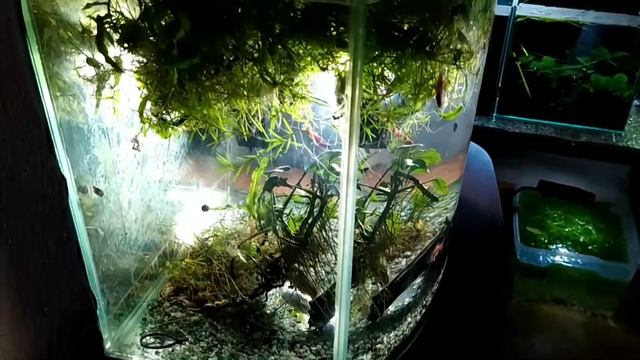 Аквариумы рыбки опять переезд!!!! смотреть онлайн