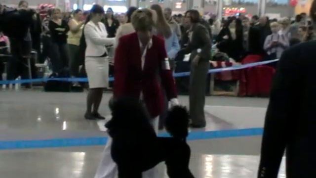 ЕВРАЗИЯ-1 2010 Большие пудели промежуточный (кобели) смотреть онлайн