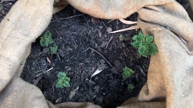 FAIRE POUSSER DES POMMES DE TERRE EN POT #pommedeterre смотреть онлайн