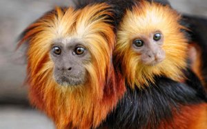 «Золотистая львиная игрунка» ИМПРОВИЗАЦИЯ композитор Виктор Анохин #viktorjazz #pianomusic #twist