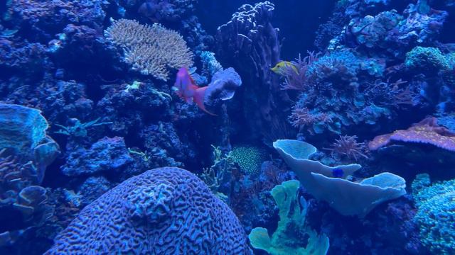 Tropical Fish Aquarium 🐟 - London Zoo Tour смотреть онлайн