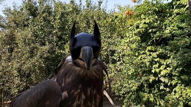 Для чего нужен клабучёк 🔥🔥🔥 ответы на вопросы подписчиков 🤘🤘🤘 #орланбелохвост 🦅🦅🦅 смотреть онлайн