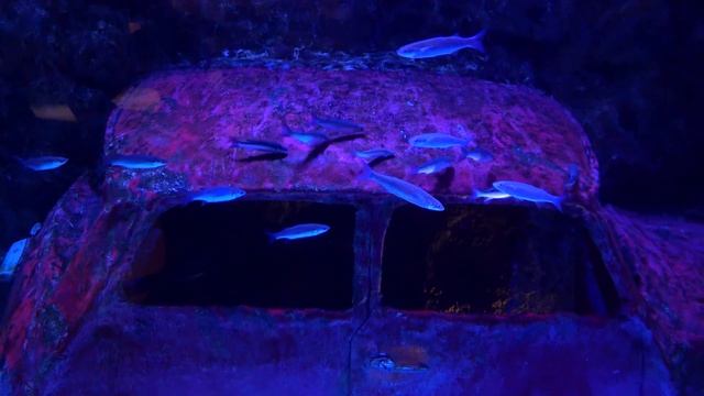 Турция Анталия Едем в океанариум и ледяную комнату/влог ybeliai смотреть онлайн