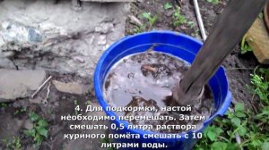 Как сделать удобрение из куриного помёта: для томатов, огурцов, перца