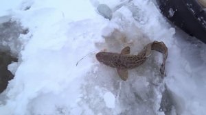 Как поймать налима зимой, тонкости и секреты ловли на реке.