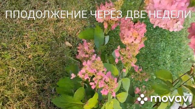 Метод борьбы со мхом на газоне смотреть онлайн